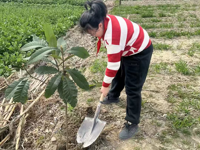 播种绿色 守护未来